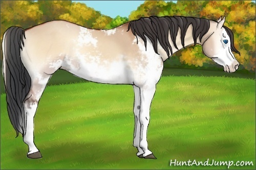 Horse Color:Bay Onyx Sabino Splash 