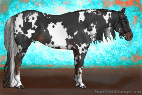 Horse Color:White Spotted Liver Chestnut