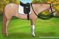 Horse Color:Bay Pearl 