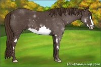 Horse Color:Liver Red Roan Splash Frame