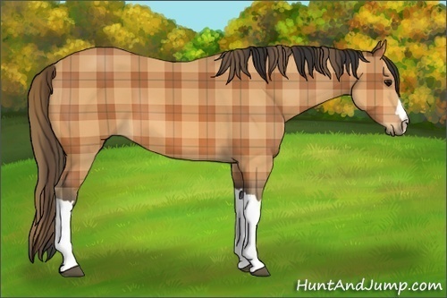Horse Color:Plaid Bay
