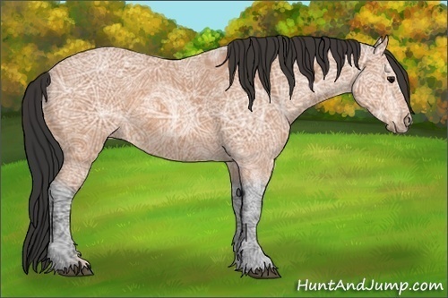 Horse Color:Bay Ice 