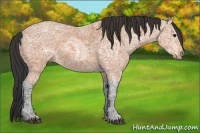 Horse Color:Bay Ice