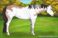 Horse Color:Bay Ice Splash Frame 