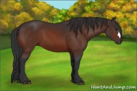 Horse Color:Brown 