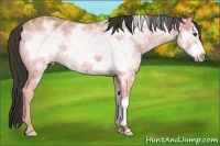 Horse Color:Bay Ice Frame 