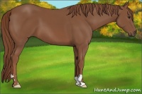 Horse Color:Chestnut 
