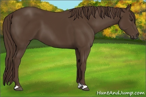 Horse Color:Liver Chestnut 