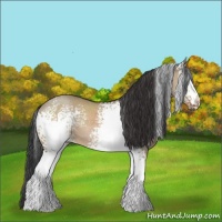 Horse Color:White Spotted Brown Dun 