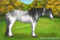 Horse Color:White Spotted Black Sabino Rabicano 