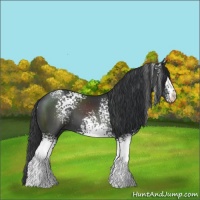 Horse Color:White Spotted Black 