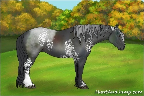 Horse Color:White Spotted Black Sabino 