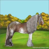 Horse Color:White Spotted Silver Black Sabino Rabicano