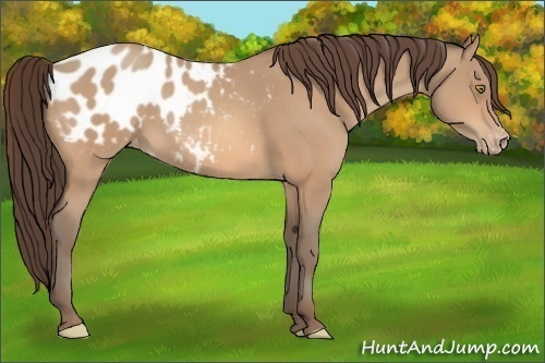 Horse Color:Amber Champagne Appaloosa 