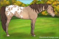 Horse Color:Amber Champagne Appaloosa 