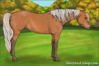 Horse Color:Silver Bay 