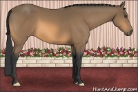 Horse Color:Buckskin Frame