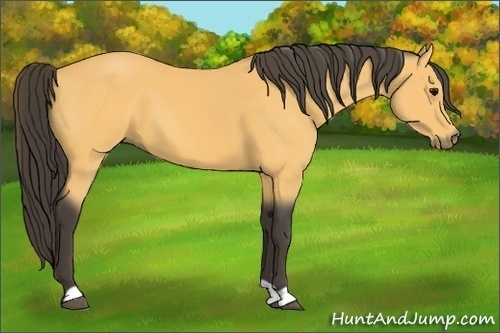 Horse Color:Buckskin