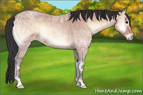 Horse Color:Bay Ice Roan Onyx