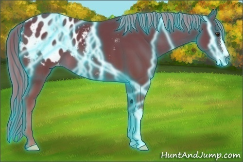 Horse Color:Thunderstruck Chestnut Appaloosa