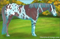 Horse Color:Thunderstruck Chestnut Appaloosa 