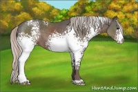 Horse Color:White Spotted Silver Black 