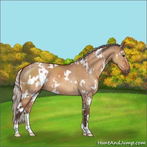 Horse Color:White Spotted Silver Bay Dun Sabino 