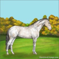Horse Color:White Spotted Buckskin Dun Sabino 