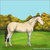 Horse Color:Buckskin Dun Sabino 