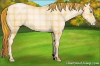 Horse Color:Plaid  Chocolate Sable Cream Champagne Pearl 