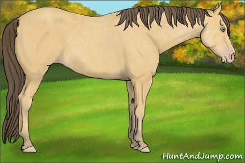 Horse Color:Amber Cream Champagne 