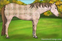 Horse Color:Plaid  Bay Ice Sabino 