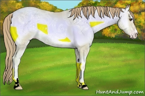 Horse Color:Watercolor Gold Champagne Ice Onyx Sabino 