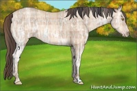 Horse Color:Plaid  Amber Champagne Ice 