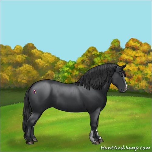 Horse Color:Black Sabino