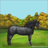 Horse Color:Black Sabino 