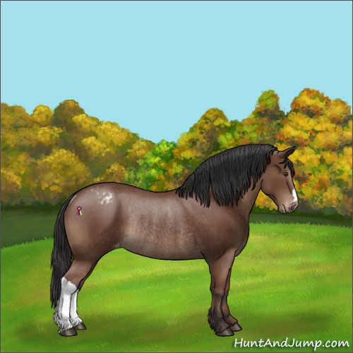 Horse Color:Bay Appaloosa Rabicano 