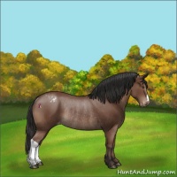 Horse Color:Bay Appaloosa Rabicano 
