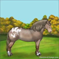 Horse Color:Liver Red Dun Sabino Appaloosa Rabicano 