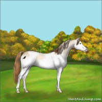 Horse Color:White Spotted Amber Cream Champagne Dun Appaloosa