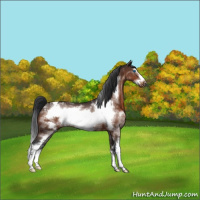 Horse Color:White Spotted Brown Frame Appaloosa 