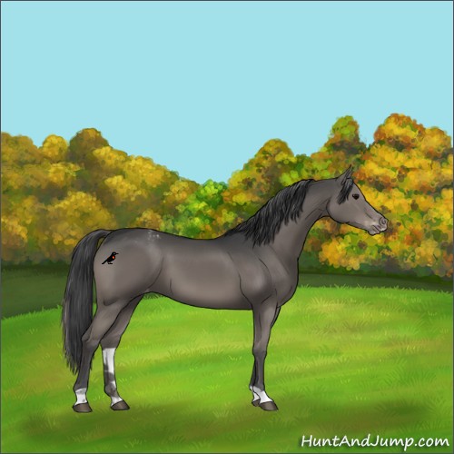 Horse Color:Grullo Varnish 