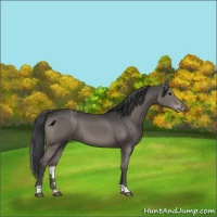 Horse Color:Grullo Varnish 