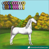 Horse Color:Sable Champagne Dun Snowflake Varnish 