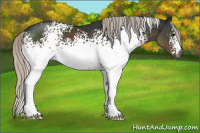 Horse Color:Gray White Spotted Silver Black 