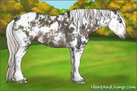 Horse Color:Gray Silver Black Sabino 