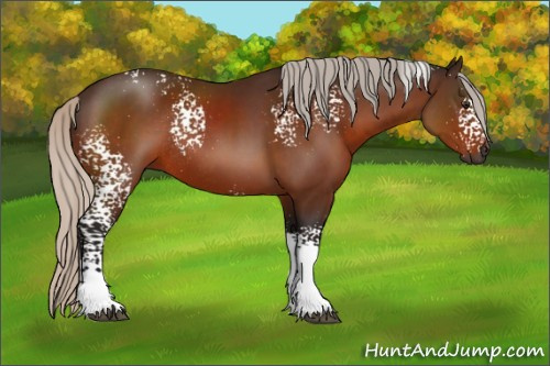 Horse Color:Gray White Spotted Silver Brown Sabino Rabicano