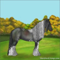 Horse Color:White Spotted Black 