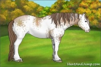 Horse Color:White Spotted Black Pearl 