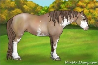 Horse Color:Black Pearl Sabino